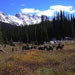 Snowmass Creek Outfitters - Our guides are unmatched in terms of experience in the Rocky Mountains! Experienced horses, comfortable camps, & hot food. Archery, Rifle, & Muzzle Loading hunts.