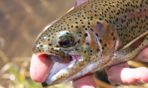 Aspen Fishing Guides Frying Pan River