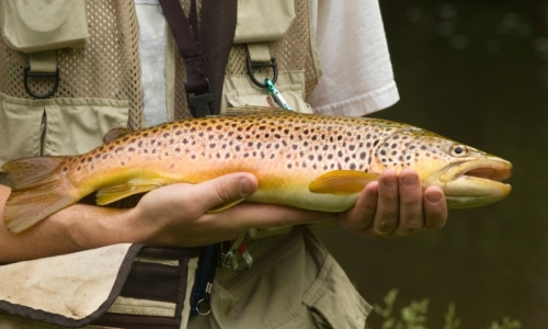 Crystal River Colorado Fly Fishing