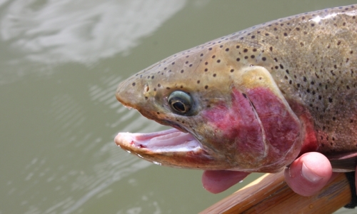 Crystal River Colorado Fishing