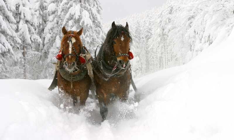 Sleigh Ride Winter Horse