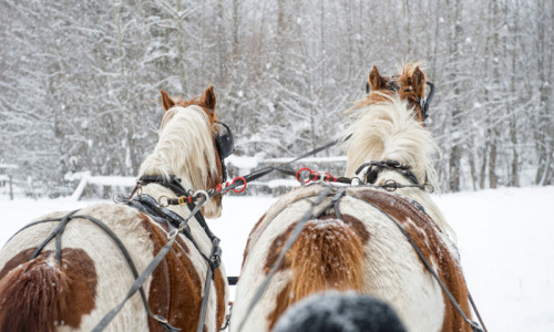 Winter Activities & Services